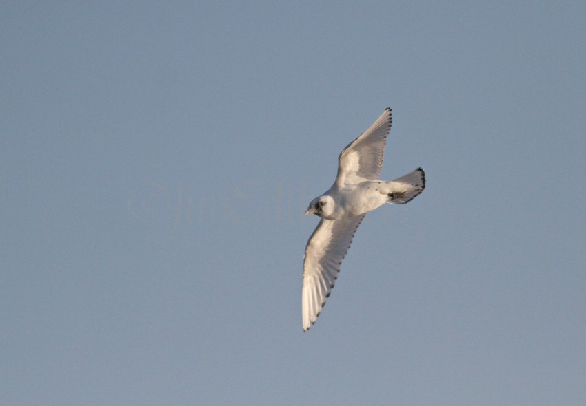 Ivory Gull