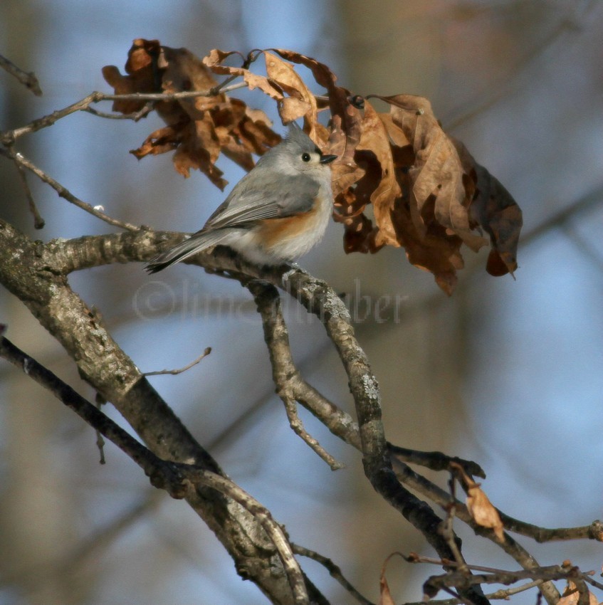 Tufted Titmouse