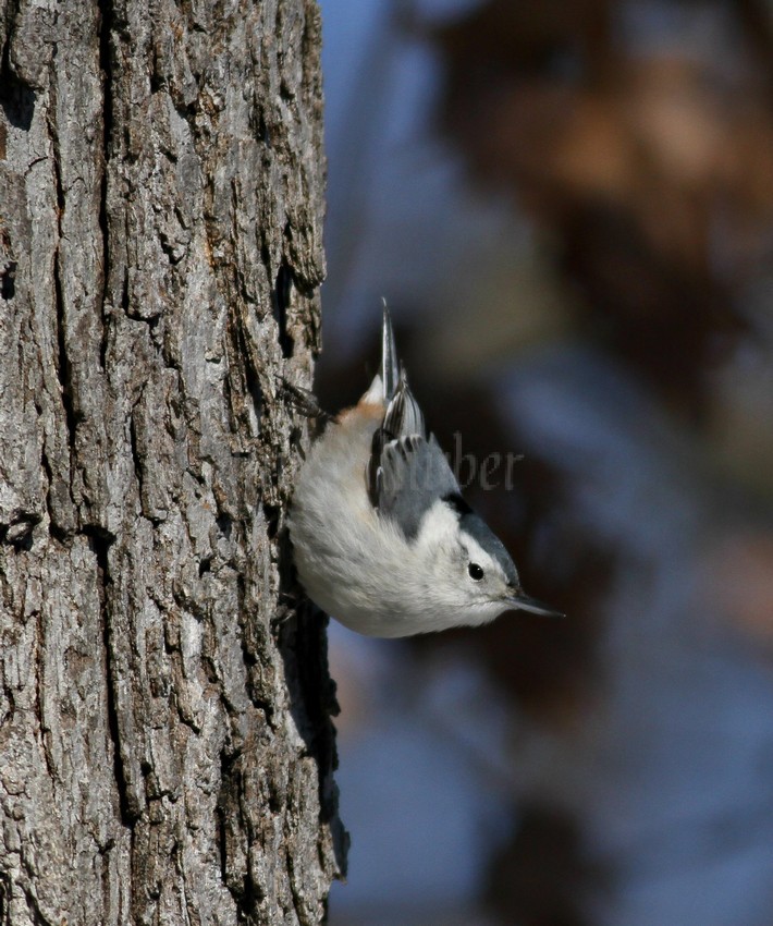 White-breasted Nuthatch