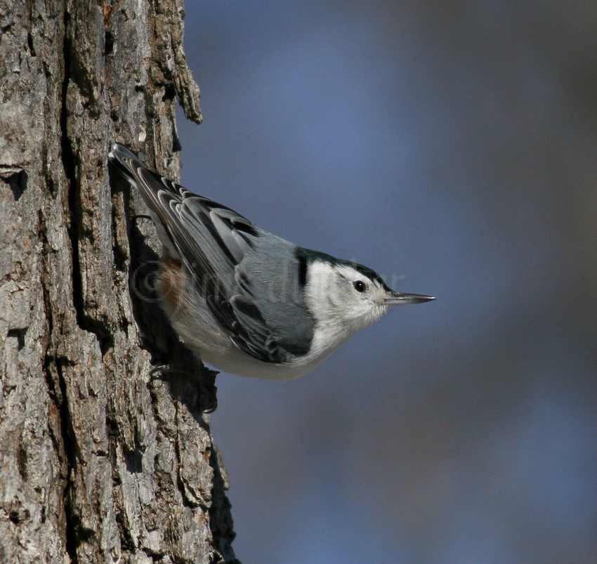 White-breasted Nuthatch