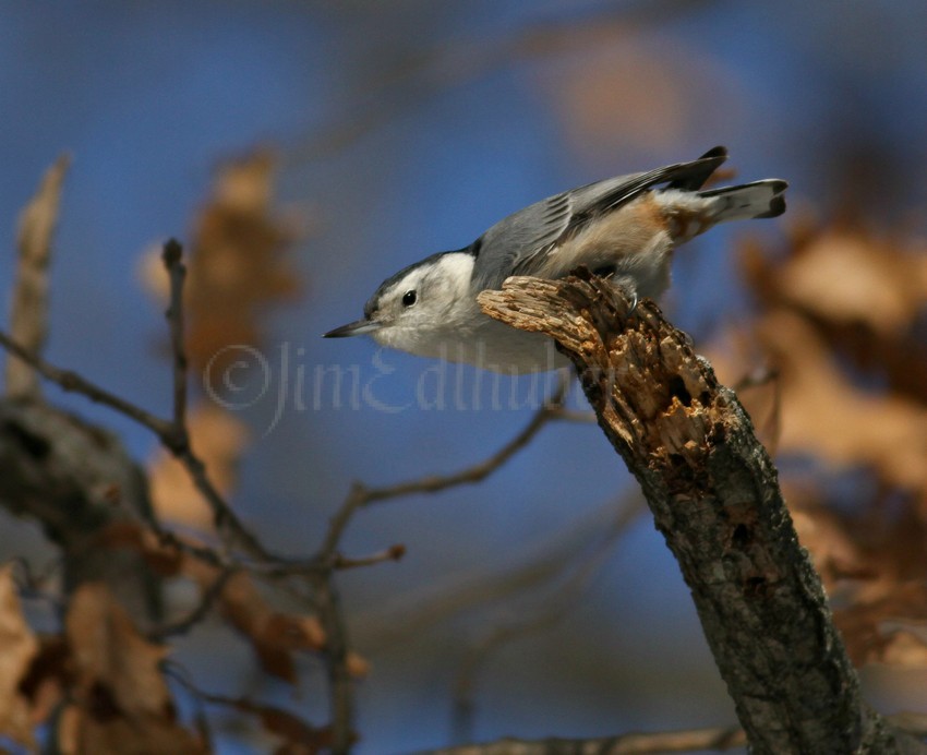 White-breasted Nuthatch