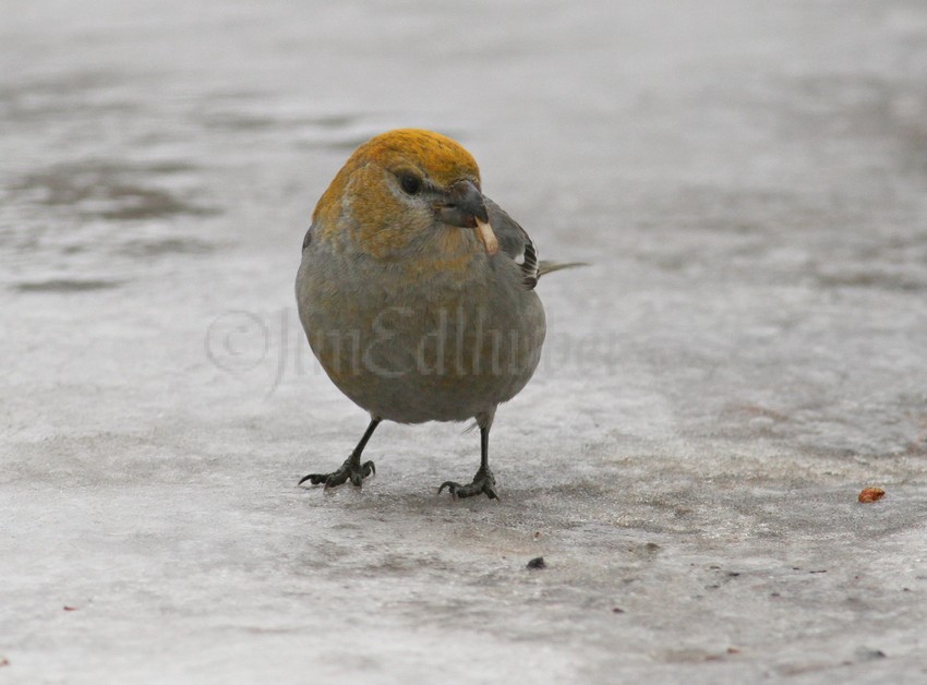 Pine Grosbeak, female eating a pine cone seed