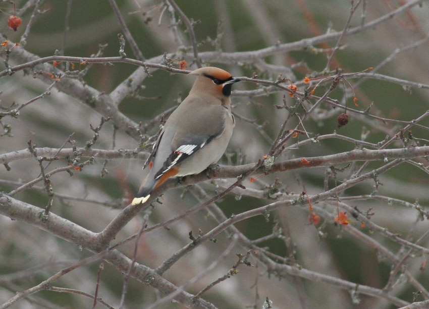 Bohemian Waxwing