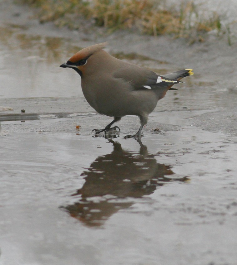 Bohemian Waxwing