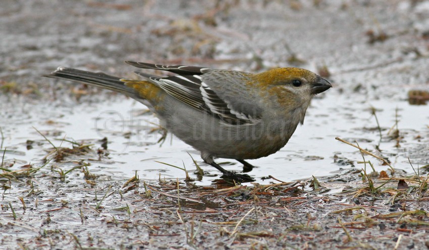 Pine Grosbeak