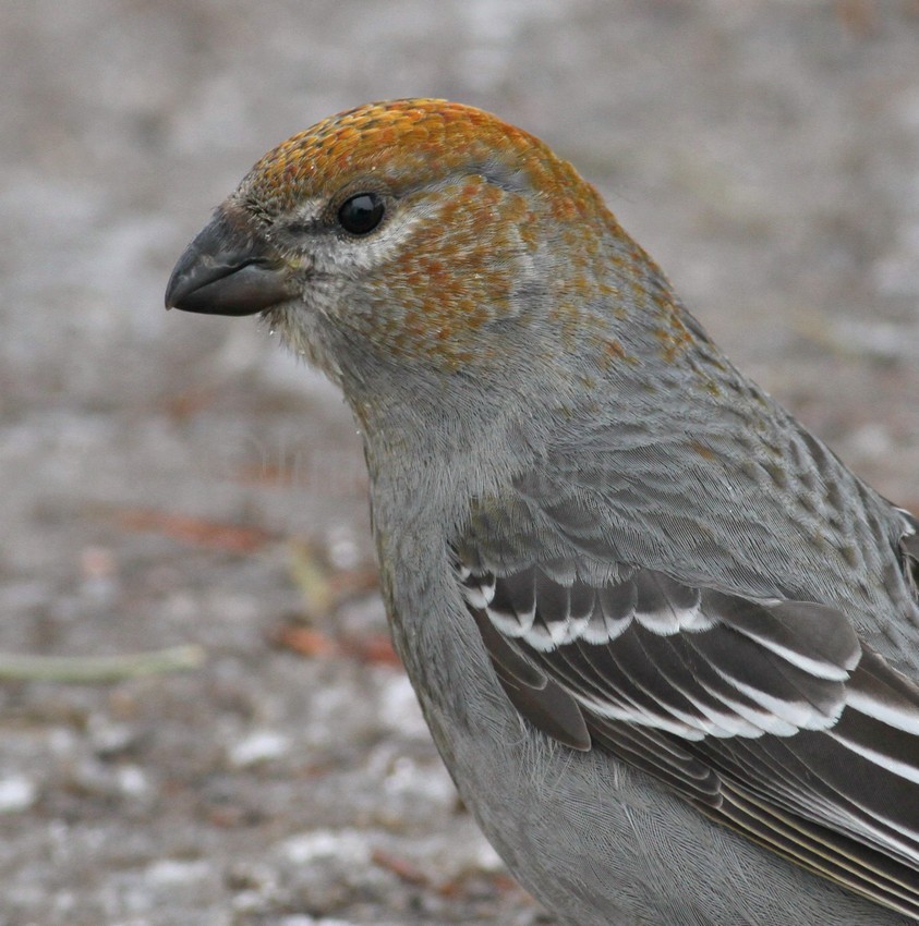 Pine Grosbeak