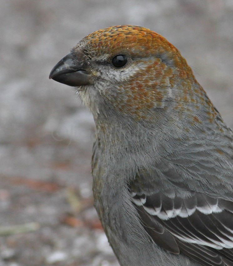 Pine Grosbeak, female