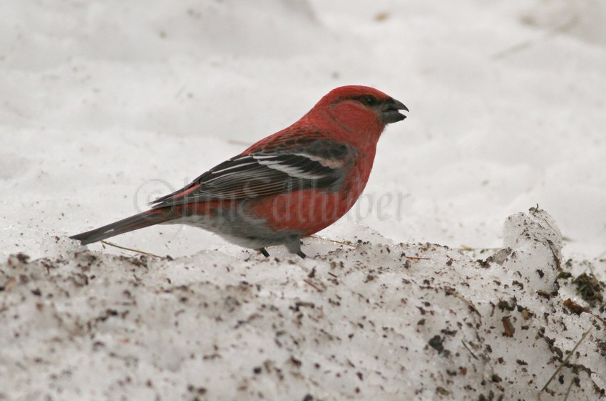 Pine Grosbeak, male