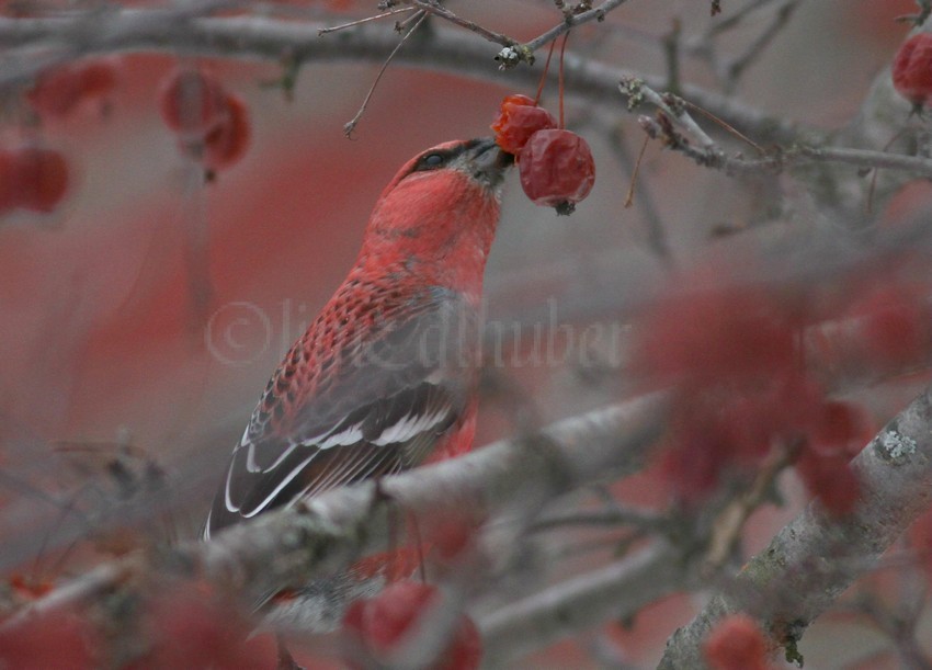 Pine Grosbeak, male