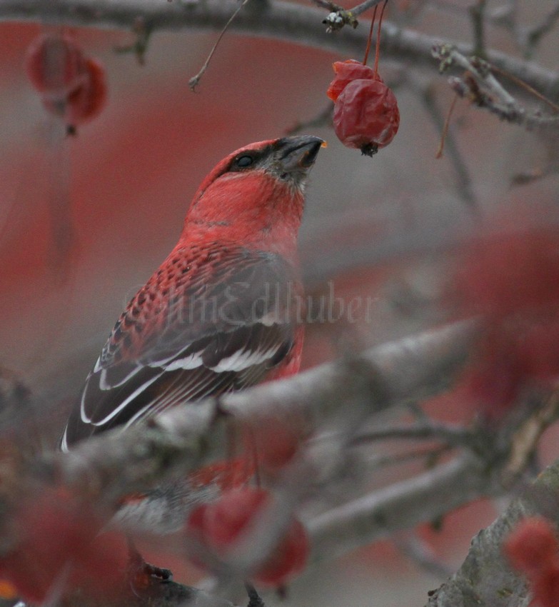 Pine Grosbeak