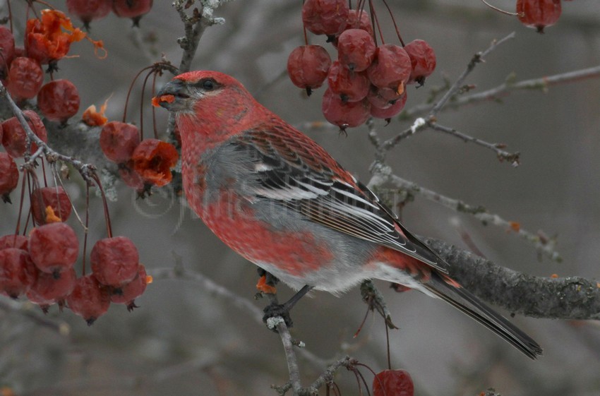 Pine Grosbeak, male