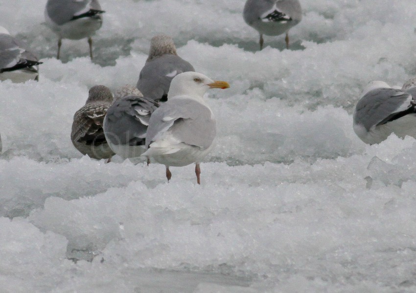 Glaucous Gull adult near the Petroleum Pier