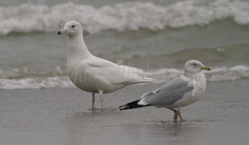 Glaucous Gull juvenile, left and Herring Gull right