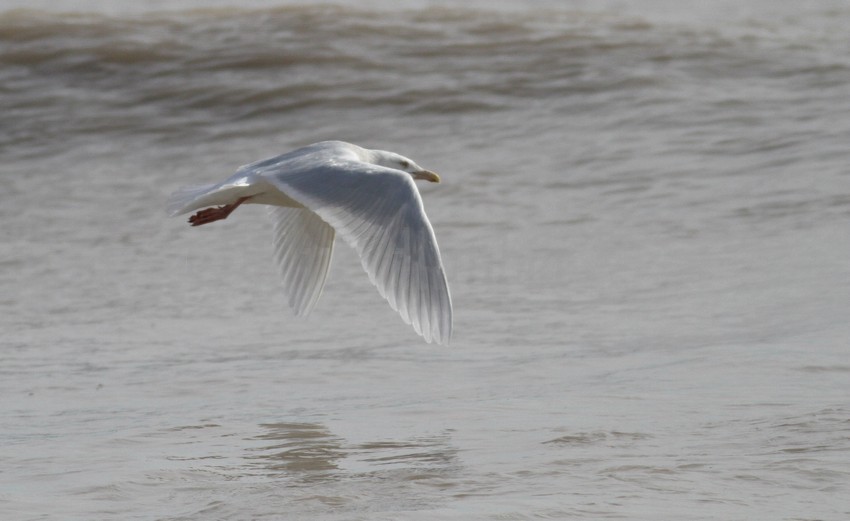 Glaucous Gull adult at Bradford Beach the next day 2/26/2016