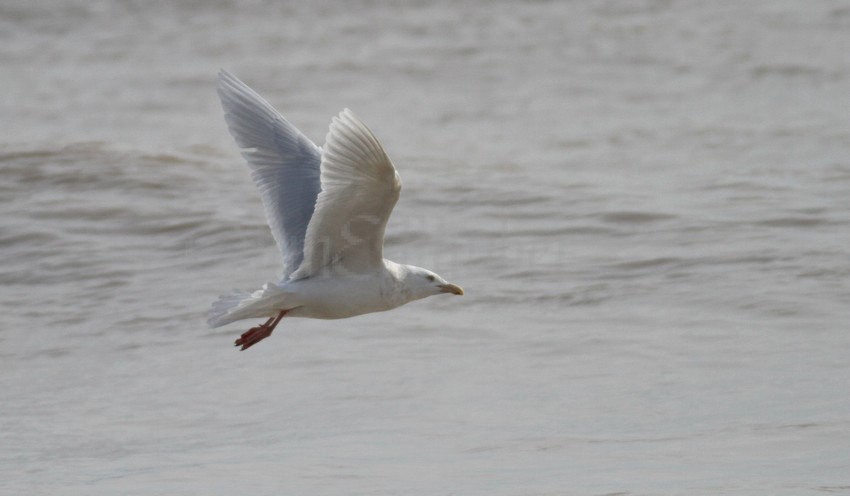 Glaucous Gull adult at Bradford Beach the next day 2/26/2016