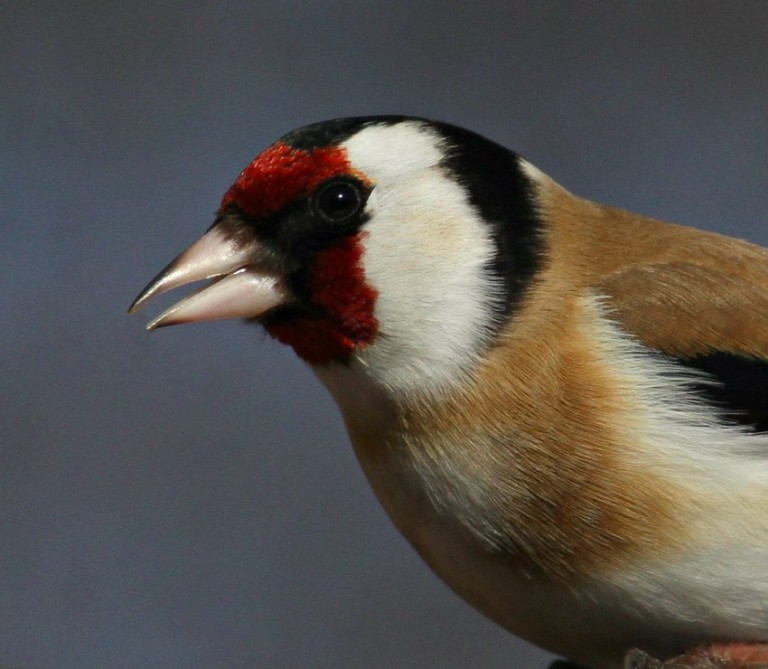 European Goldfinches in Kenosha County Wisconsin on February 9, 2016