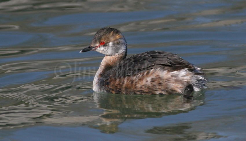 Horned Grebe