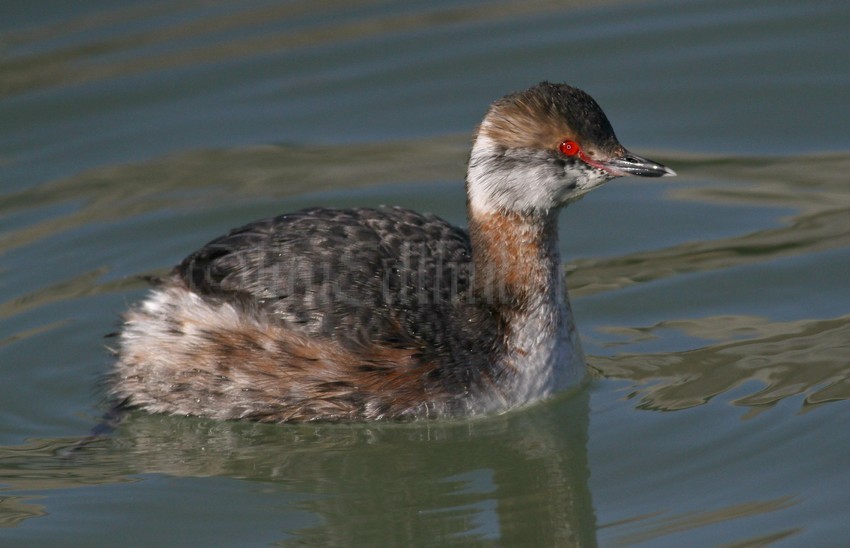 Horned Grebe