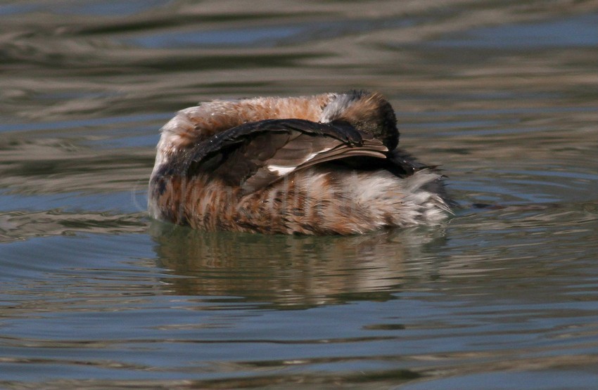 Horned Grebe preening