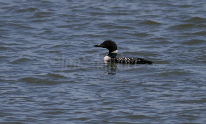 Common Loon, distant shot