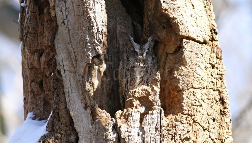 Amazing how the owl blends in with the habitat.