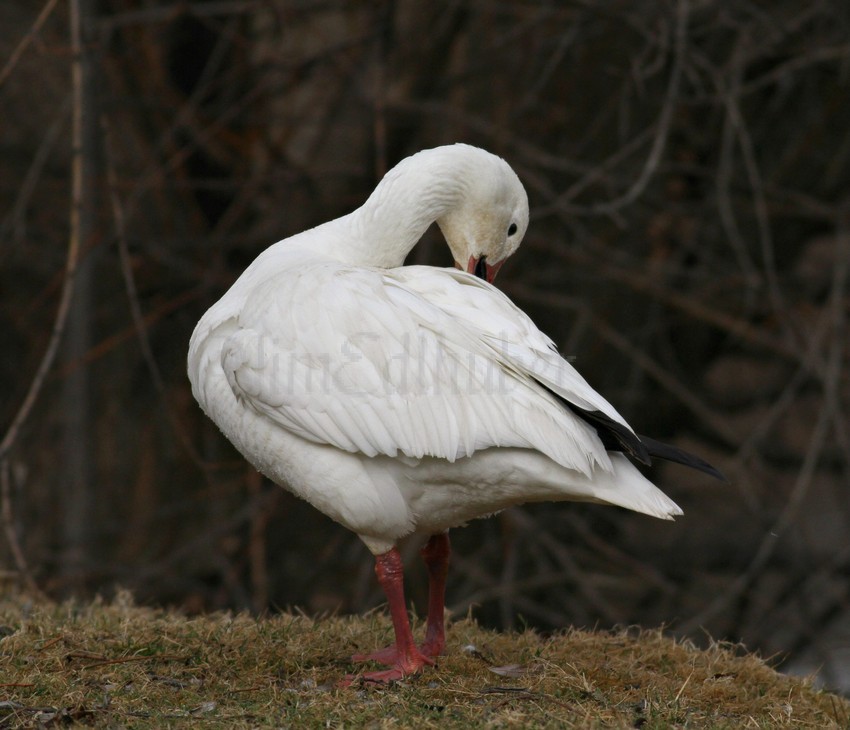 Preening