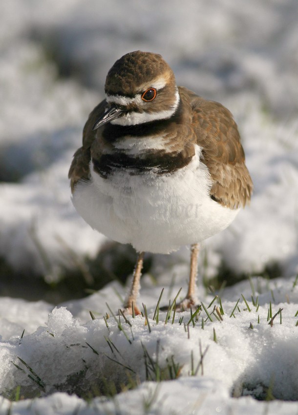 Killdeer