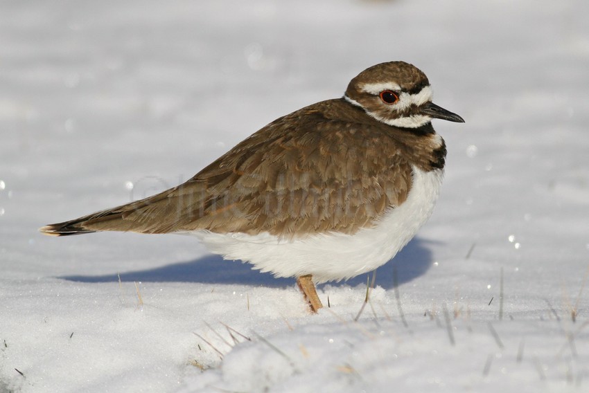 Killdeer in the snow!