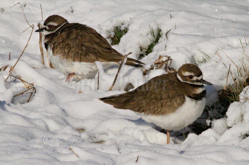 Killdeer