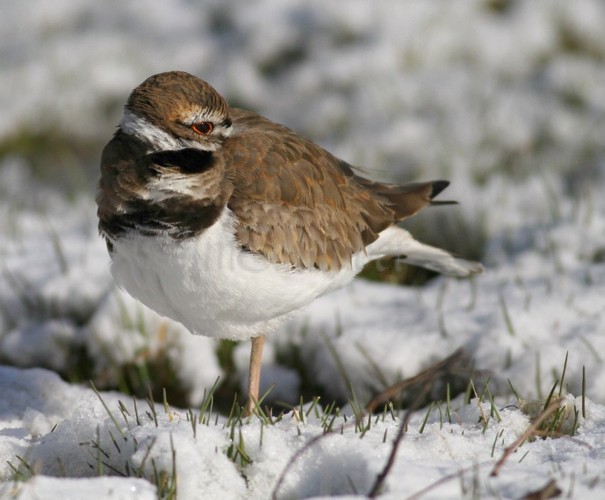 Killdeer resting