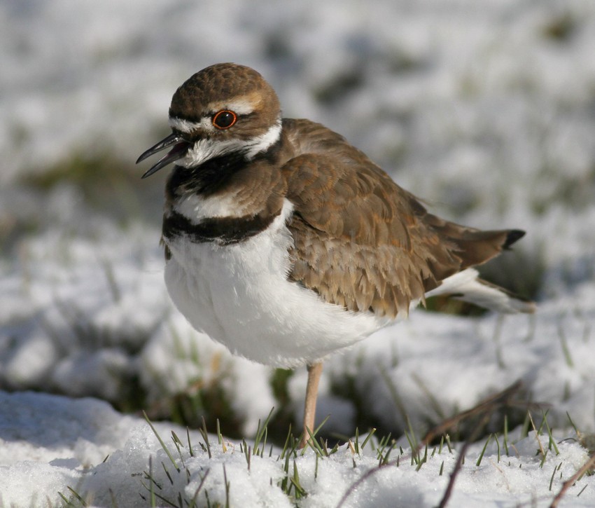 Killdeer calling