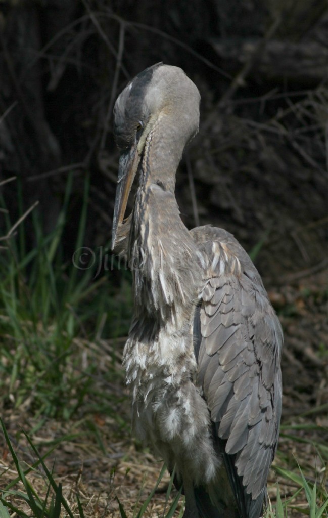 Preening