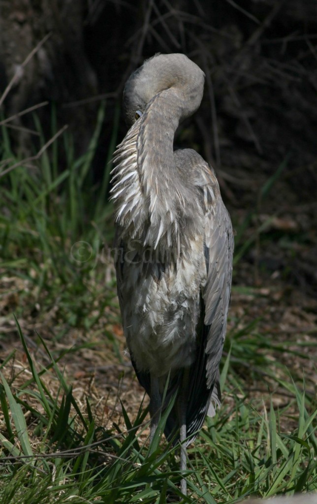 Preening