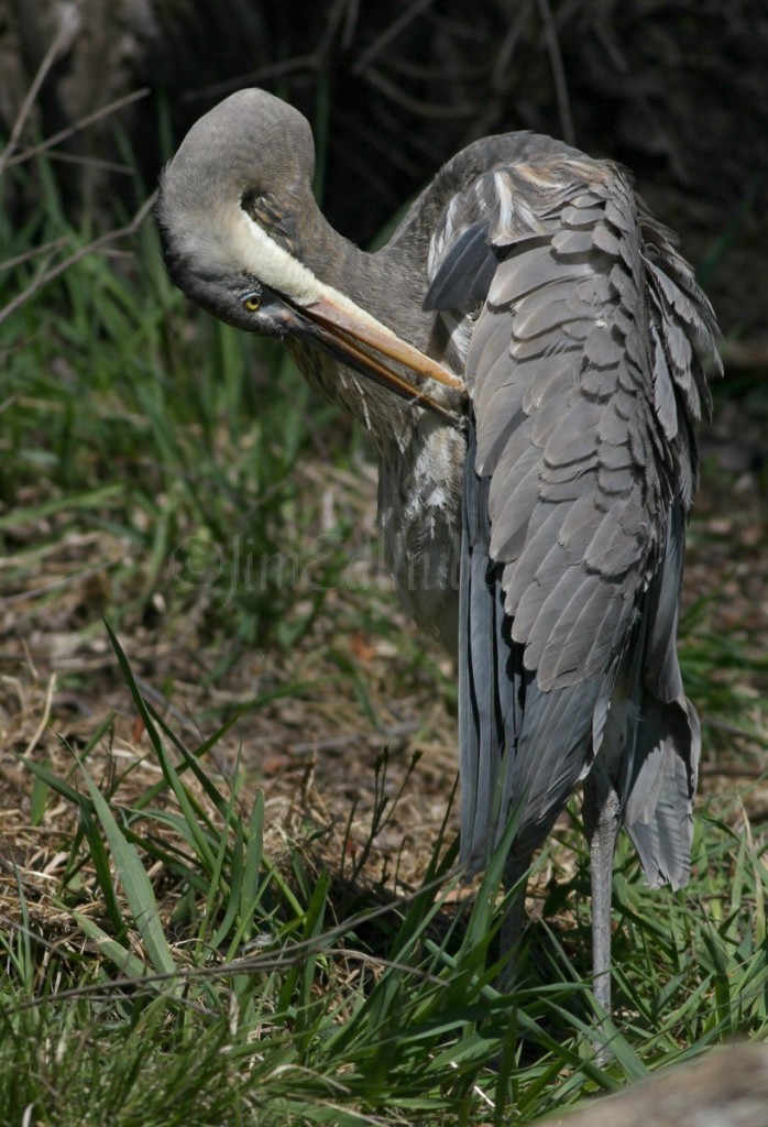 Preening