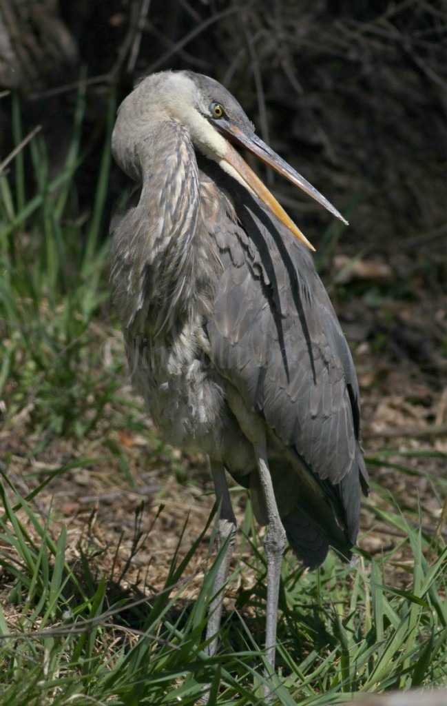 Preening