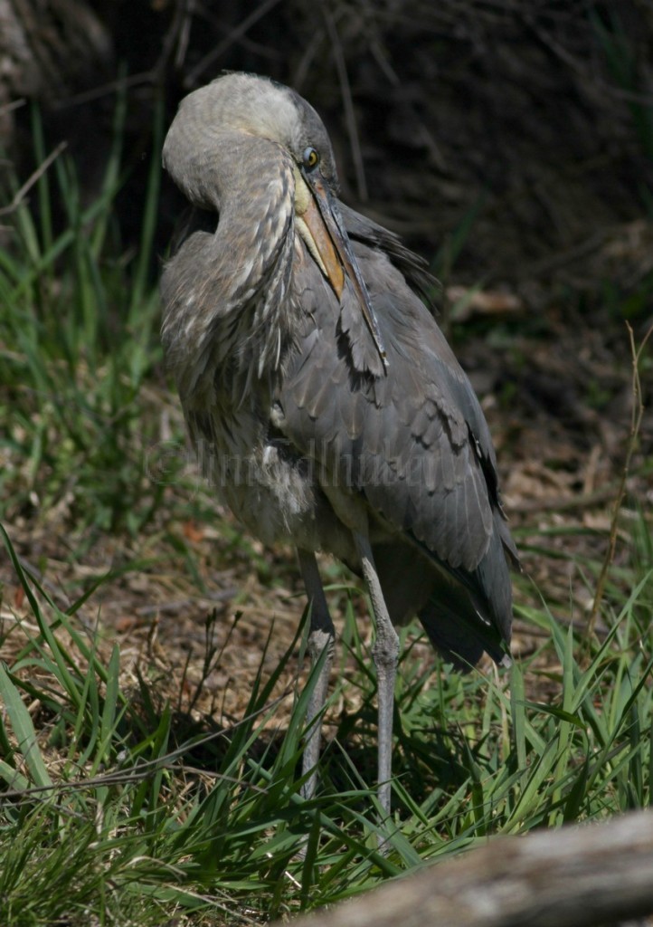 Preening