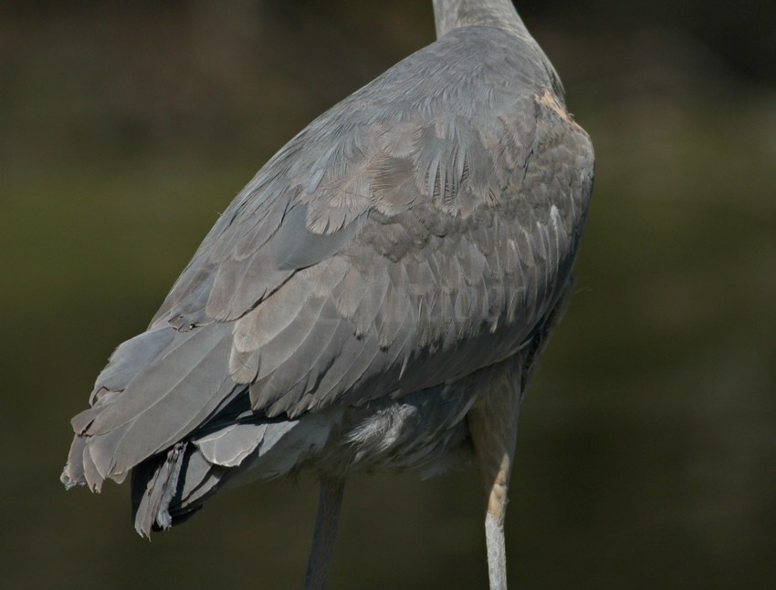 The amazing feathers!