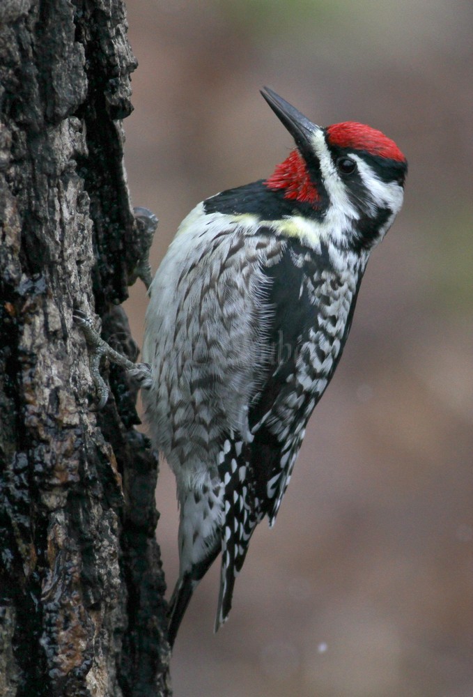 Yellow-bellied Sapsucker, male