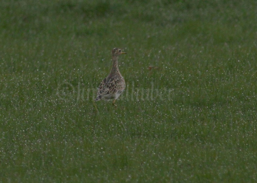 Upland Sandpiper