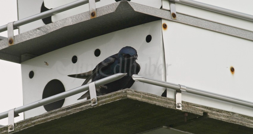 Purple Martin checking out the house