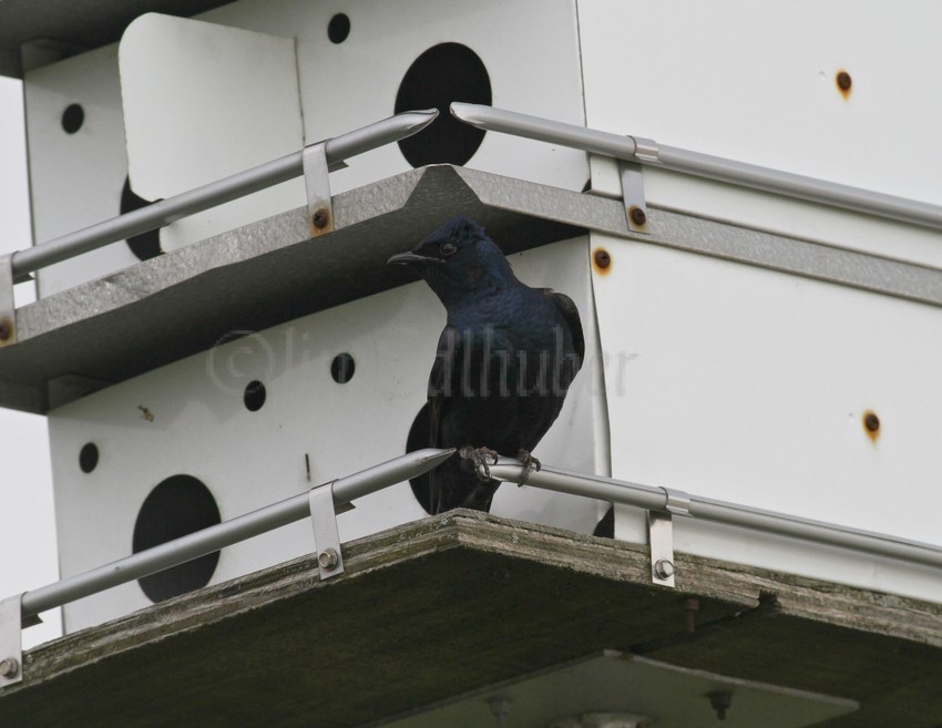 Purple Martin checking out the house