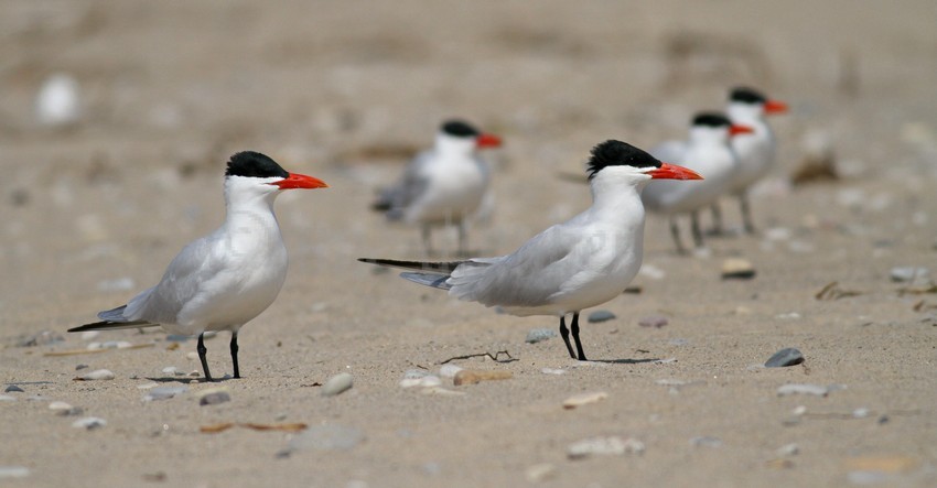 Caspian Terns