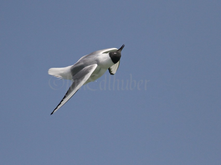 Bonaparte's Gull, not sure what this was, was it picking off a bug? 