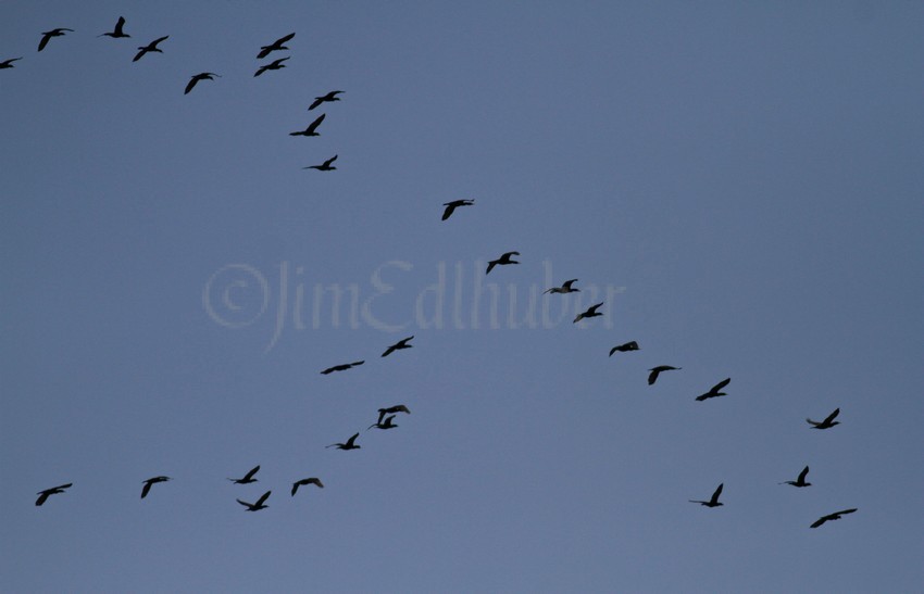 Double-crested Cormorants