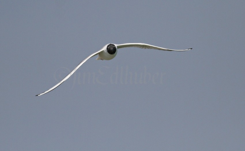 Bonaparte's Gull