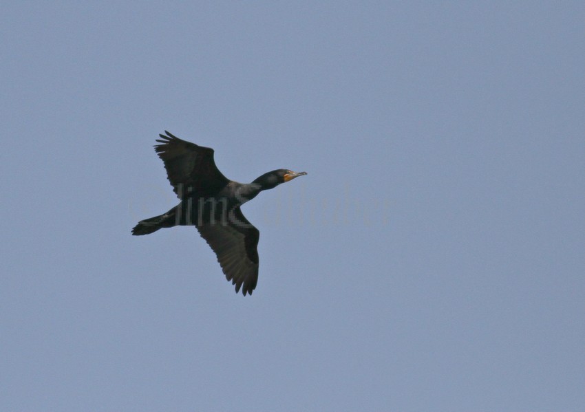 Double-crested Cormorant