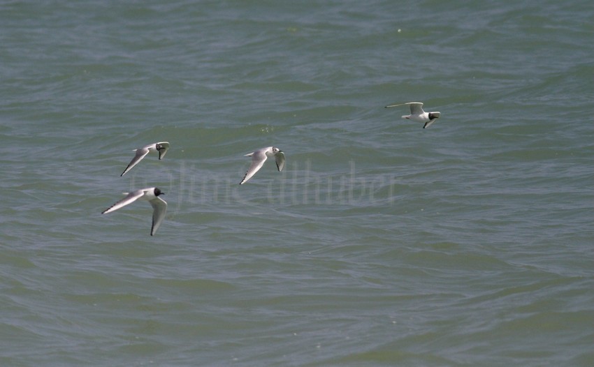Bonaparte's Gull incoming