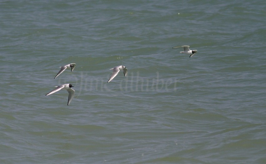 Bonaparte's Gull incoming