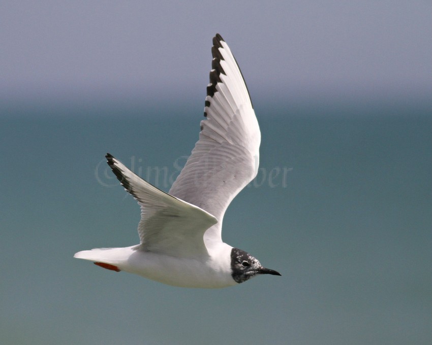 Bonaparte's Gull