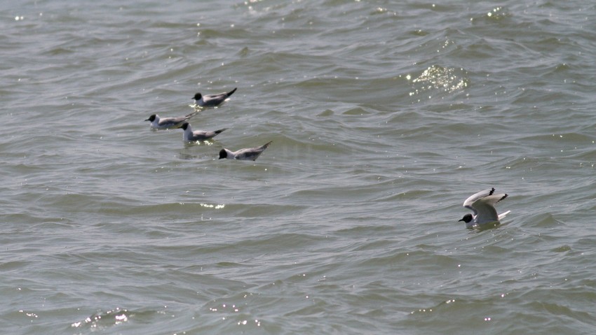 Bonaparte's Gull hanging out in the water